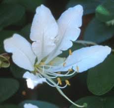 Image result for Bauhinia macrantha