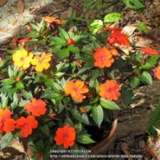 They thrive in a spot that receives morning sunlight and afternoon shade. Care Of New Guinea Impatiens Knowledgebase Question Garden Org