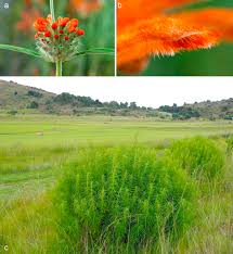 Image result for Leonotis decadonta