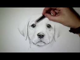 Hund Zeichnen Tutorial Zeichnen Lernen Fur Anfanger Youtube Hund Zeichnen Zeichnen Lernen Fur Anfanger Zeichnen Lernen