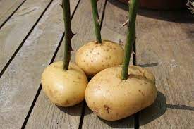 Will Try This Rose Cuttings Roses In Potatoes Plant Cuttings