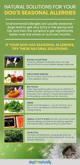 What plants are dogs allergic to. 6 Natural Solutions For Environmental Allergies In Dogs Dogs Naturally Dog Allergies Remedies Dog Allergies Dog Remedies