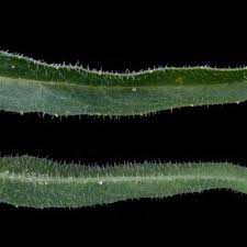 Image result for Wahlenbergia paludicola