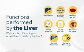 Image result for Liver Function Test