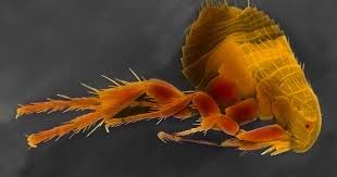 How Do I Get Rid Of Fleas On Wood Floors Ehow Uk Wood Floors Flooring Fleas