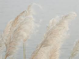 Image result for Saccharum spontaneum