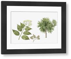 Image result for Harungana madagascariensis