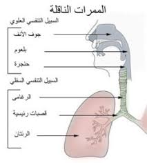 جوف الأنف ويكيبيديا