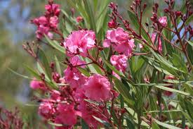 Oleander bringen einen mediterranen flair in den garten, auf die terrasse und den balkon. Oleander Schneiden Anleitung Fur Den Richtigen Ruckschnitt