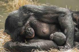Pan paniscus), also historically called the pygmy chimpanzee and less often, the dwarf or gracile chimpanzee, is an endangered great ape and one of the two species making up the genus pan; Trauer In Der Stuttgarter Wilhelma Bonobo Baby Okelo Stirbt Im Alter Von Sieben Monaten Stuttgart Stuttgarter Zeitung