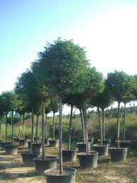Robinia Pseudoacacia Umbraculifera Kugel Robinie Neben Dem Kugelahorn Eine Der Sehr Haufig Anzutreffenden Kugel Ho Bepflanzung Robinie Garten Und Outdoor