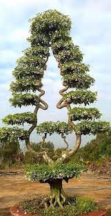 Curiosity On Twitter In 2021 Baum Fotografie Verbluffende Natur Naturfotografie