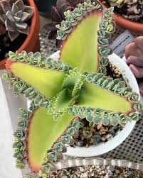 Image result for Kalanchoe daigremontiana