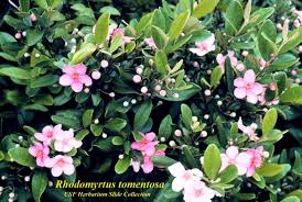 Image result for Rhoicissus tomentosa