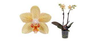 Kolibri Nepal Cactus Plants Orchids Plants
