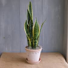Image result for Sansevieria