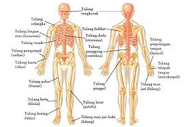 Bayangkan, tanpa adanya rangka, tubuh manusia hanyalah akan menjadi songgok daging saja, tidak memiliki bentuk otot jantung secara struktur mirip dengan otot lurik. Rangkuman Sistem Gerak Pada Manusia Kelas 8 Kurikulum 2013 Beserta Gambarnya Materi Kimia