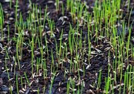 How long for grass to germinate. Why Is My Grass Not Growing Jonathan Green Inc