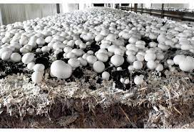 Fun facts about the simple button mushroom White Button Mushroom Spawn Buy White Button Mushroom Spawn For Best Price At Inr 300 Kilogram Approx