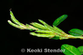 Image result for Alysicarpus zeyheri