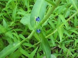 Image result for Commelina