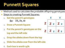 Inabinet reviews answers to the spongebob genetics quiz review sheet. Punnett Square Practice 3 Spongebob Squarepants Alternate Transcripts Are Available Here Ennis S Pictures