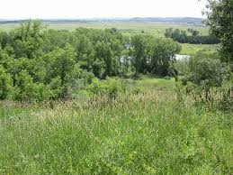 Image result for Sorghastrum fuscescens