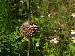 Image result for Leonotis nepetifolia
