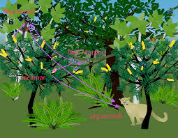 Daintree Rainforest Food Web Poster (Teacher Made) - Twinkl