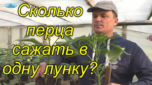 можно ли сажать помидоры по две штуки в лунку Skolko Perca Sadit V 1 Lunku Iz Nashego Opyta Youtube