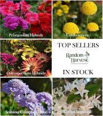 Image result for Eugenia natalitia