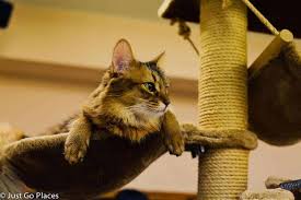 There were a lot of younger cats when we visited, and they were especially playful and athletic when the staff demonstrated the use of. A Complete Cutefest At A Cat Cafe With Kids