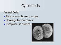 Does wheel alignment cause vibration? Mitosis Cell Reproduction All Cells Come From Pre Existing Cells All Cells Come From Pre Existing Cells Cell Division Results In Two Identical Cells Ppt Download