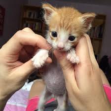 Penyebab perut bengkak dan keras pada setiap individu adalah beragam tetapi mempunyai dampak buruk yang sama terhadap kesehatan rongga perut contoh yang paling. Perut Yang Besar Anak Kucing Punca Dan Rawatan