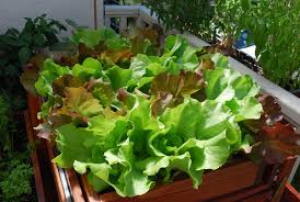Learning the secrets of how to grow lettuce all year long will let you harvest delicious, nutritious greens every single week. Growing Lettuce How To Grow Lettuce Planting Lettuce