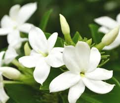 Image result for Jasminum schimperi