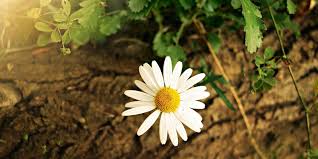 Image result for foto Kopretina