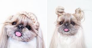 Find the perfect dog hairstyle stock illustrations from getty images. Every Day This Dog Gets A New Hairstyle Bored Panda