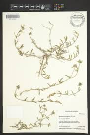 Image result for Spermacoce sphaerostigma