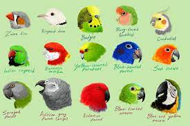 Di indonesia sendiri, ada banyak jenis burung hantu yang dapat kamu temukan dan pelihara. Petshop In Malaysia Community Facebook