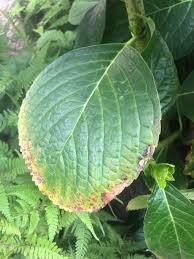 2つの葉っぱ こんな状態です 紫陽花の葉と 名前がわからな 園芸相談q A みんなの趣味の園芸