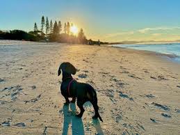 December puts a magical sensation in the air, a special sense of anticipation and celebration that we can't help but notice. 12 Facts About Christmas In Australia Travelnuity