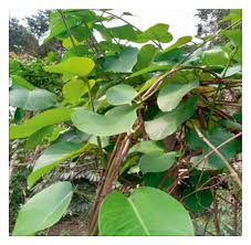 Image result for Parquetina calophylla