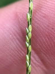 Image result for Digitaria longiflora