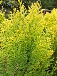 Image result for Platycladus