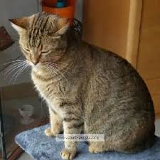 437517chat Perdu Jazzy Perdu Chat Noir Marron Gris Roux Femelle Poils Courts Pelage Tigre Perdu Le 12 05 2019 31270 Villeneuve Chat Perdu Chat Pelage