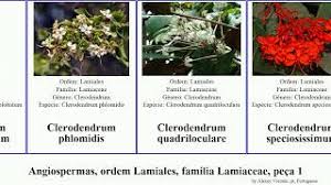 Image result for Achyrospermum micranthum