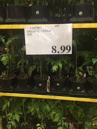 For a shorter palm, costco also. Organic Beefsteak Tomato Plants At Costco All Natural Savings