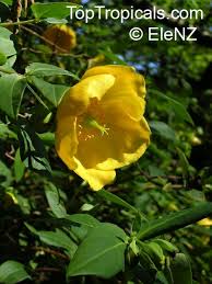 Image result for Hypericum roeperianum
