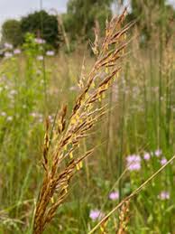 Image result for Sorghastrum